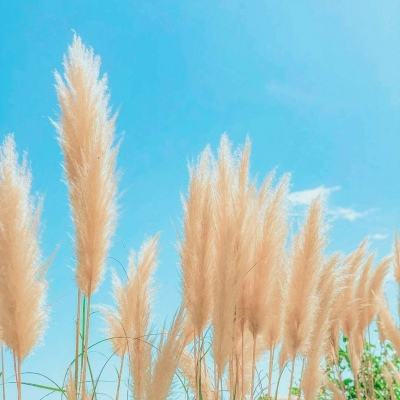 虫虫助手和平精英下载